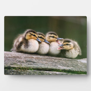 Baby Ducks Plaque