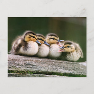 Baby Ducks Postcard