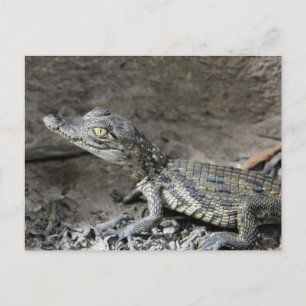 Baby dwarf crocodile postcard