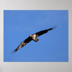 Baby Eagle of South Jersey! Poster