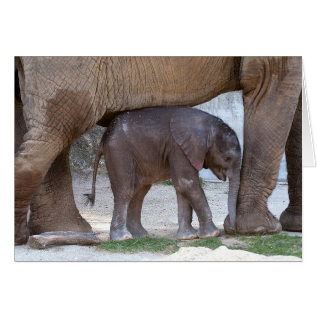 Baby Elephant (Front Horizontal)