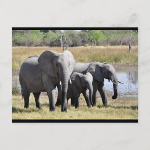 Baby Elephant and Family Post Card