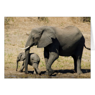 Baby Elephant And Mother