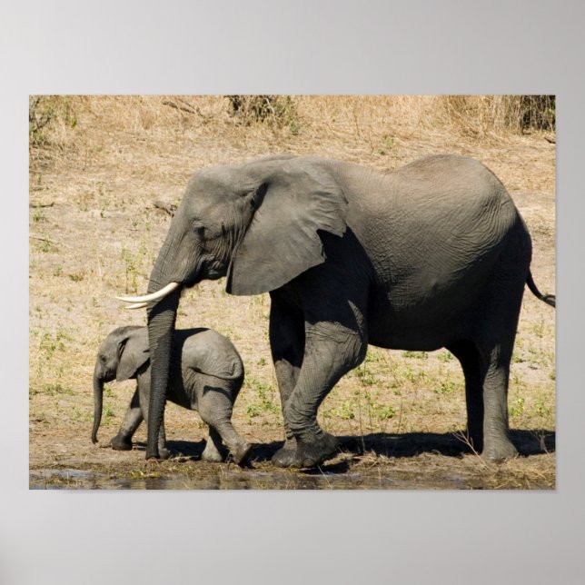 Baby Elephant And Mother Poster (Front)