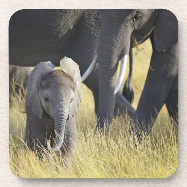 Baby Elephant Coaster (Front)