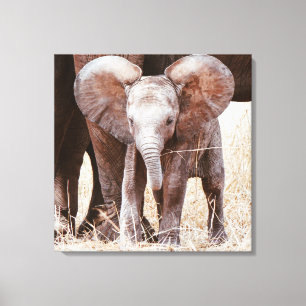 Baby Elephant Cute African Elephant with Mum Canvas Print