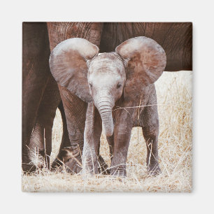 Baby Elephant Cute African Elephant with Mum Magnet