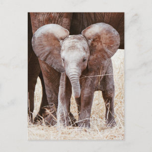 Baby Elephant Cute African Elephant with Mum Postcard