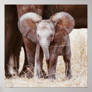 Baby Elephant Cute African Elephant with Mum Poster
