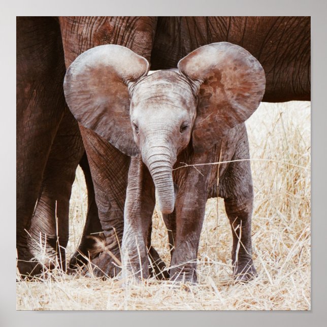 Baby Elephant Cute African Elephant with Mum Poster (Front)