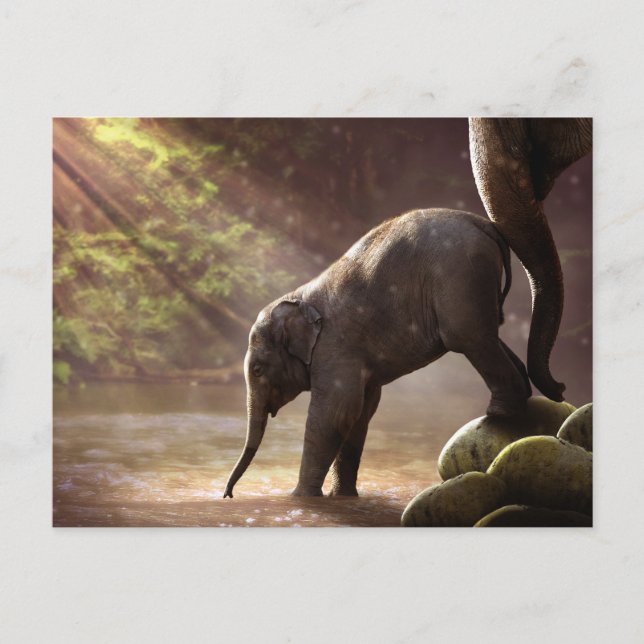 Baby Elephant Drinking Water Photo Postcard (Front)