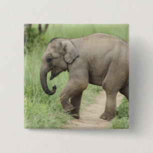 Baby Elephant following the mother,Corbett 15 Cm Square Badge