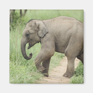 Baby Elephant following the mother,Corbett Magnet