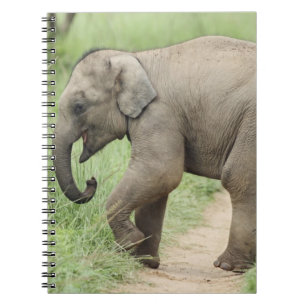 Baby Elephant following the mother,Corbett Spiral Notebook