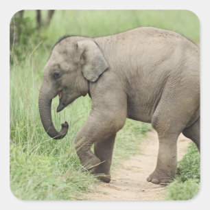 Baby Elephant following the mother,Corbett Square Sticker