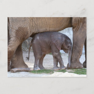 Baby Elephant Hiding Under Mother Postcard