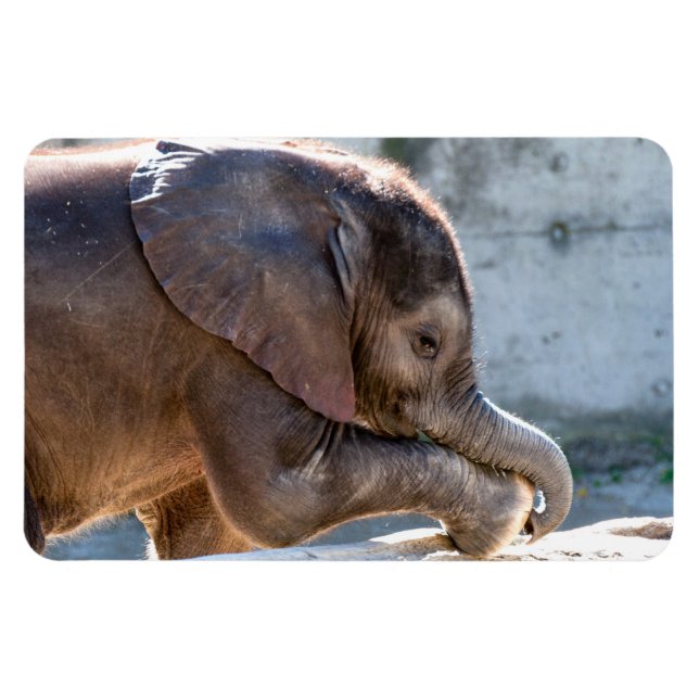 Baby Elephant Magnet (Horizontal)