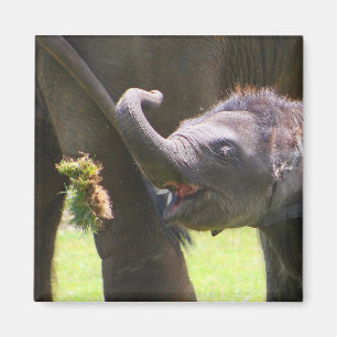 Baby elephant magnet