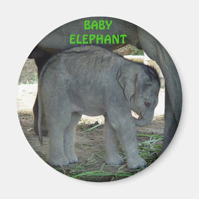 Baby Elephant Magnet (Front)