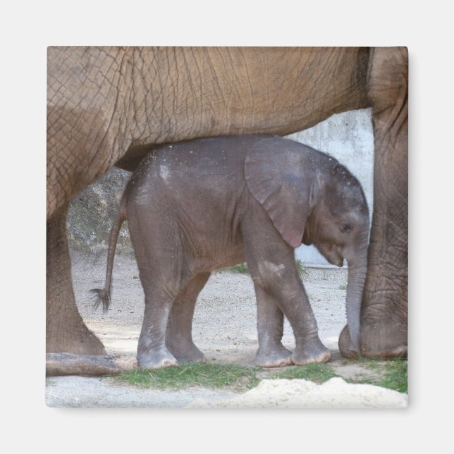 Baby Elephant Magnet (Front)
