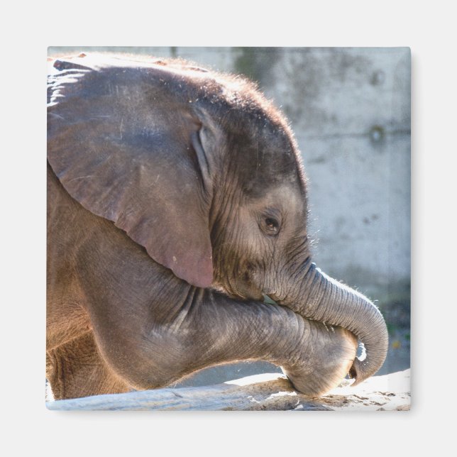 Baby Elephant Magnet (Front)