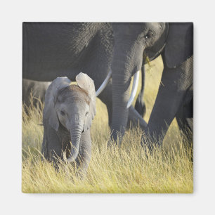 Baby Elephant Magnet