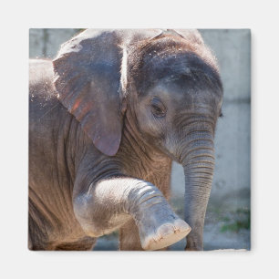 Baby Elephant Magnet