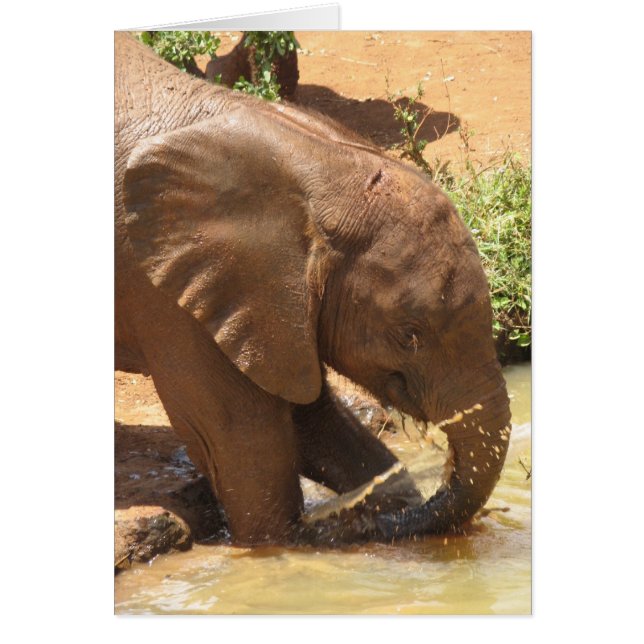 Baby Elephant Playing in Pond (Front)