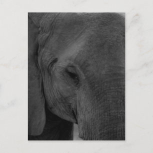 Baby elephant postcard