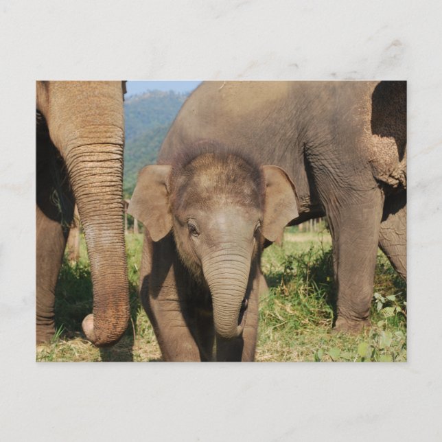 Baby Elephant Postcard (Front)