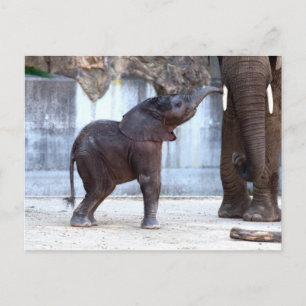Baby Elephant Postcard