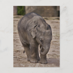 Baby Elephant Postcard