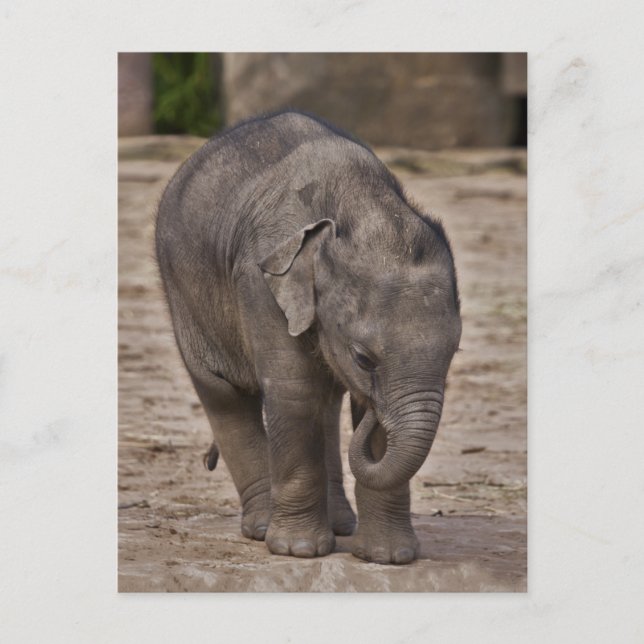 Baby Elephant Postcard (Front)