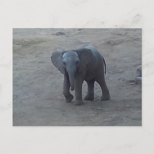 Baby Elephant Postcard - by Fern Savannah (Front)