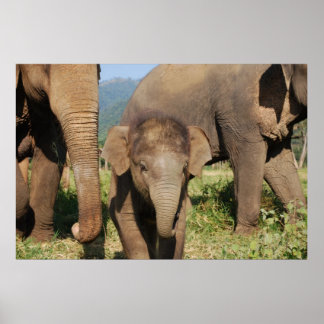 Baby elephant poster