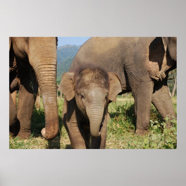 Baby elephant poster (Front)