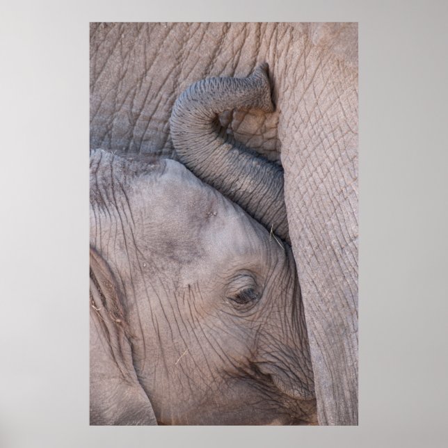 Baby Elephant Snuggles Poster (Front)