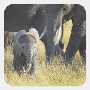 Baby Elephant Square Sticker