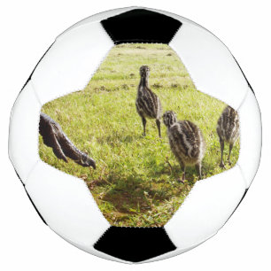 Baby Emu Chicks And Big Foot, Soccer Ball