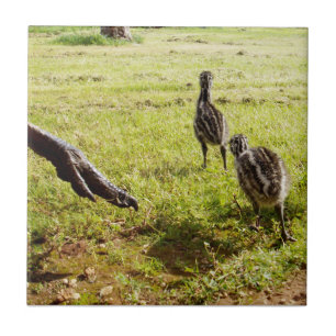 Baby Emu Chicks And Big Foot,  Tile