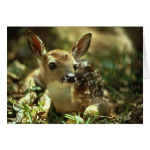 Baby Fawn