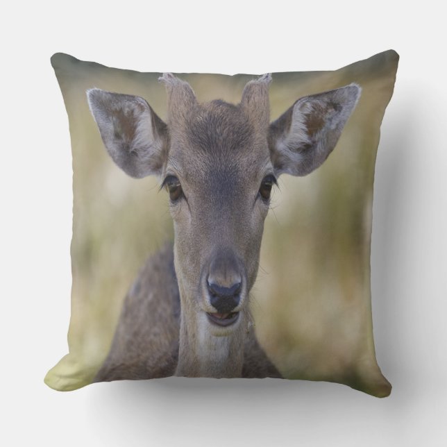 Baby Fawn Buck Cushion (Front)