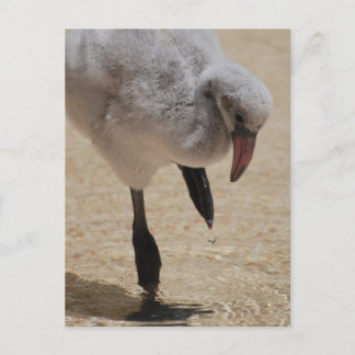 Baby Flamingo Postcard