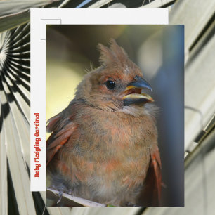 Baby Fledgling Cardinal Cute Wildlife Photography Postcard