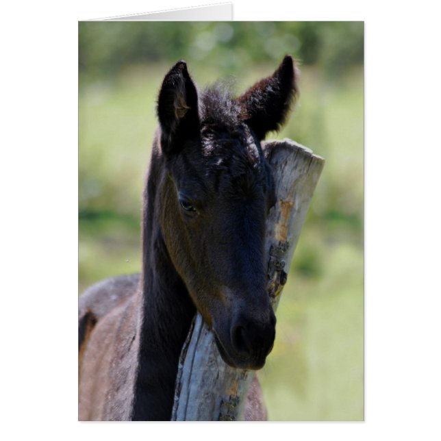 Baby foal (Front)