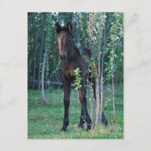 Baby foal and poplar sapling postcard