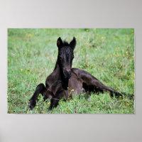 Baby foal lying in the meadow