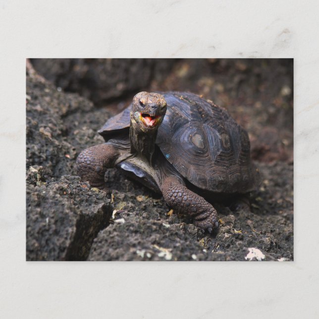 Baby Galapagos Giant Tortoise Postcard (Front)