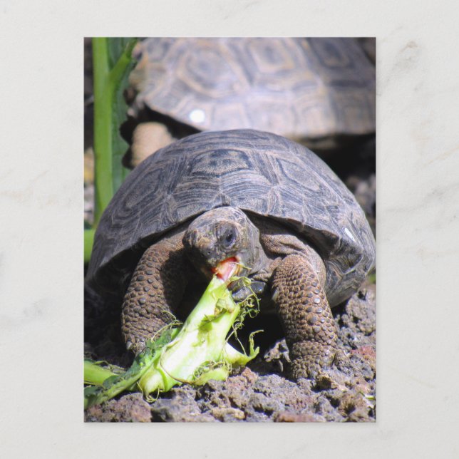 baby galapagos tortoise postcard (Front)