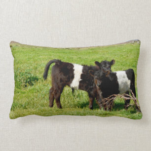 Baby Galloway Calves, Lumbar Cushion